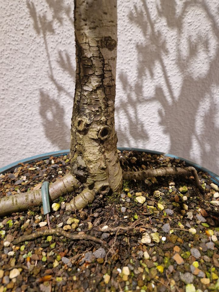 Bonsai Weißdorn- toller Solitär! in Hannover