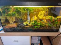 Aquarium 60Liter Parchim - Landkreis - Weitendorf Vorschau