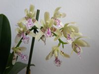 Sedirea japonica; Phalaenopsis; Naturform; Orchidee;Duft Nordrhein-Westfalen - Kempen Vorschau