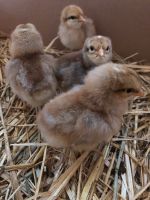 Bielefelder kennhuhn Küken Baden-Württemberg - Alpirsbach Vorschau