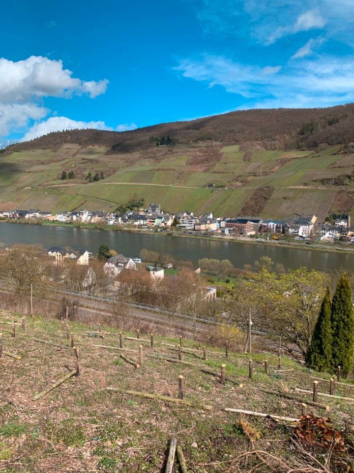 Stellplatz für Campingwagen / Tiny Haus auf Räder Mosel Blick in Zell (Mosel)