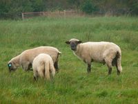 Schafe zuverkaufen Nordrhein-Westfalen - Marsberg Vorschau