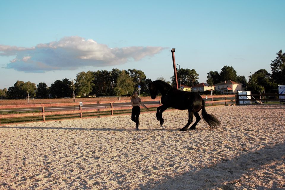 Reitunterricht/ Beritt in Schönwalde-Glien