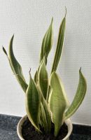 Bogenhanf Zimmerpflanze Sansevieria Schwiegermutterzunge Nordrhein-Westfalen - Neuss Vorschau