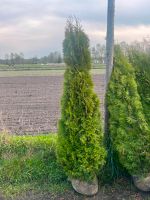 Thuja smaragd, thuja brabant Baden-Württemberg - Giengen an der Brenz Vorschau