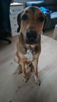 4 jähriger Schäferhund mischling Bayern - Baunach Vorschau