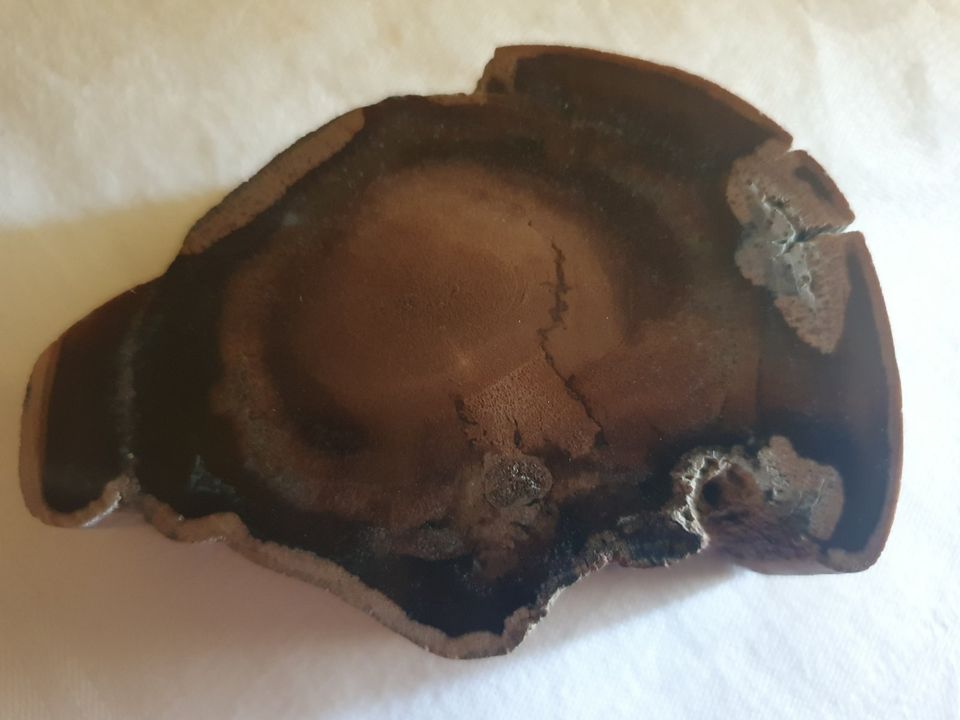 Versteinertes Holz Fossil einseitig poliert in Wesseling