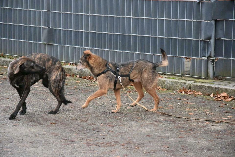 Esti sucht ihre Menschen in Rennertshofen