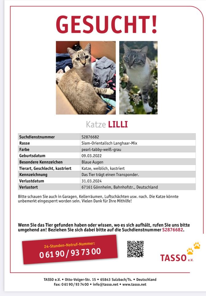Suchen unsere Katze Lilli. Seit 30.03.24 vermisst in Gönnheim