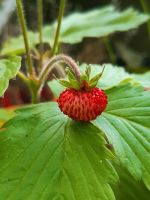 Walderdbeeren aus dem eigenen Garten 2 Töpfe Wandsbek - Hamburg Bergstedt Vorschau