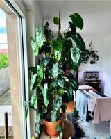 Pflanze  Zimmerpflanze / Philodendron Burle Marx 1,6m XXL riesig Düsseldorf - Friedrichstadt Vorschau