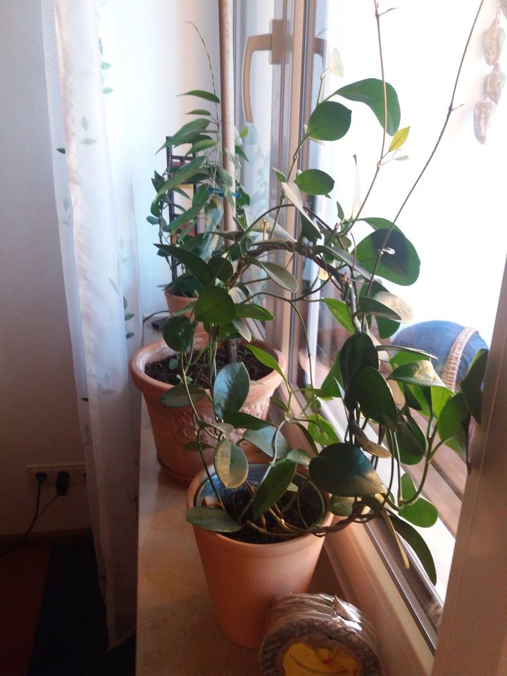 Eine Kletterpflanze und ein Benjaminbaum Zimmerpflanze in Freising