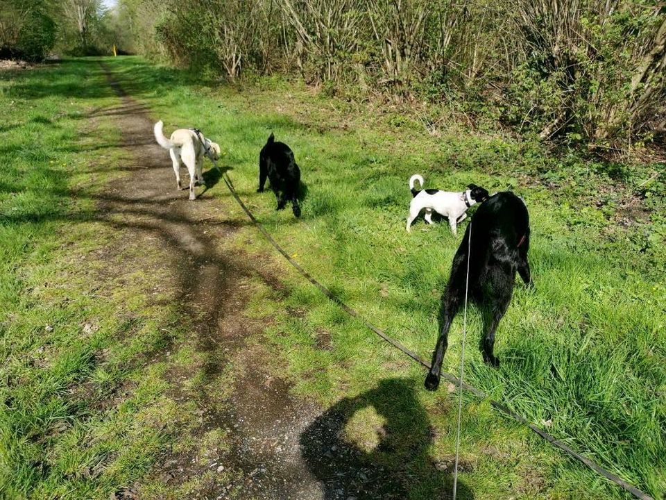 Liebevoller Gassi-Service als Dogwalker inkl. Shuttleservice in Willich