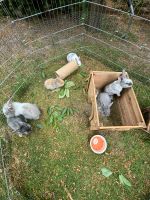 Zwergkaninchen Löwenkopf / Löwenköpfchen Berlin - Reinickendorf Vorschau