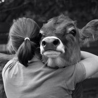 Vegan unterwegs: Suchst du auch nach Gleichgesinnten? Sachsen-Anhalt - Bernburg (Saale) Vorschau