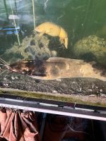 Froschwelse in größeres Becken zu verkaufen Berlin - Steglitz Vorschau
