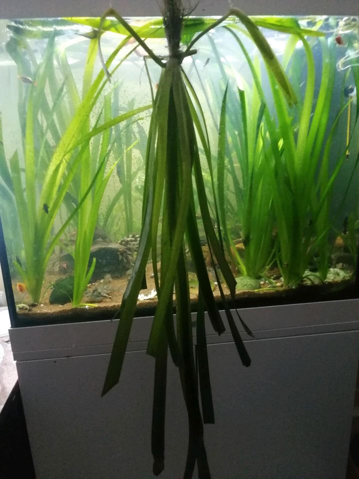 Aquarium Pflanze Vallisneria Gigantea in Leimersheim