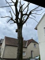 Baum Brennholz zum selber Fällen kostenlos Nordrhein-Westfalen - Espelkamp Vorschau