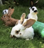 Vermittlung/ Aufnahme von Kaninchen Eimsbüttel - Hamburg Eidelstedt Vorschau