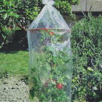 Tomatenreifhaube,3er Set,gelocht,mit Abstandsringen Pflanzenhülle Rheinland-Pfalz - Höhn Vorschau