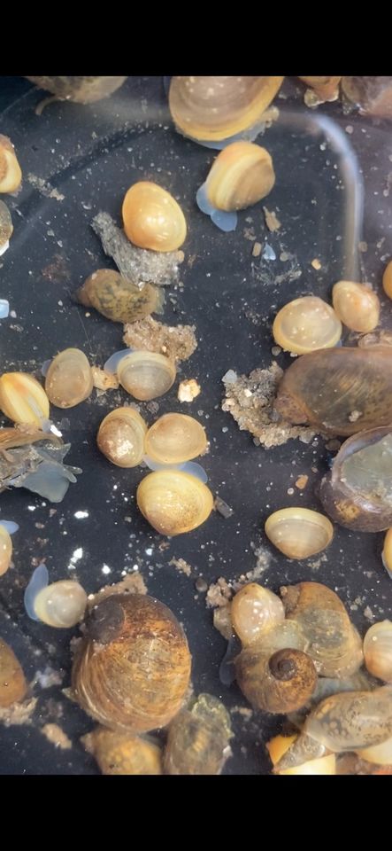 Teichmuscheln und Schnecken gegen Trübes Wasser für Teich in Görlitz