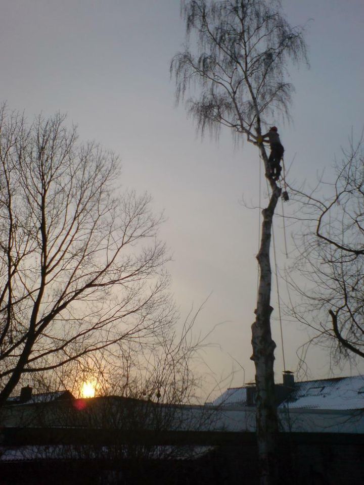 Baum Baumpflege Baumfällung Risikofällung Sturmschäden in Köln