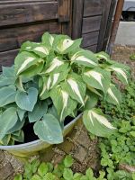 Hosta Ableger verschiedene Sorten Bayern - Rohrdorf Vorschau