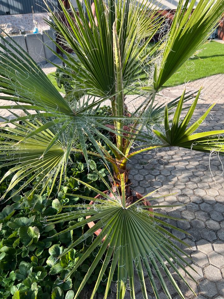 Washingtonia robusta Mexikanische Washington Palme Dattelpalme in