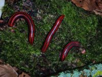 Centrobolus fulgidus - Tausendfüßer - Asseln - Terrarium Dresden - Leuben Vorschau