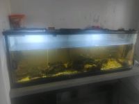 Aquarium 600ltr. Nordrhein-Westfalen - Herne Vorschau