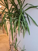 Yuccapalme mit Topf, Untertopf und Pflanzenroller Aubing-Lochhausen-Langwied - Aubing Vorschau