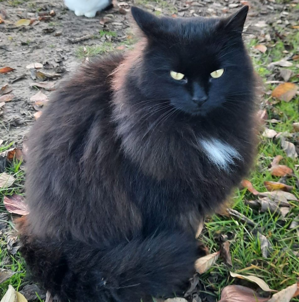 Kater vermisst in Babenhausen