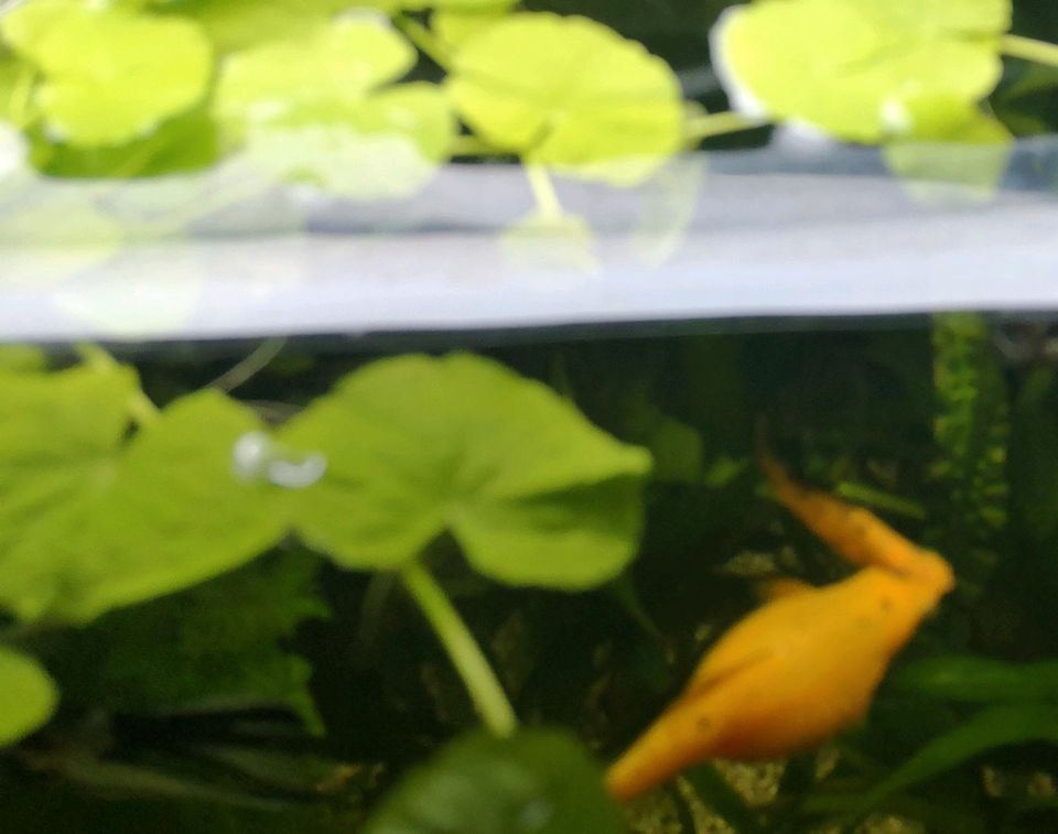 10stnur3€ Aquarium Schwimmpflanze Stengelpflanze Wasserpflanzen in Krefeld