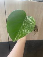 Monstera Deliciose Variegata Ableger Bewurzelt Berlin - Reinickendorf Vorschau