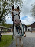 Reitbeteiligung an Paint Wallach Baden-Württemberg - Schöntal Vorschau