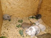 Kaninchen Nachwuchs zu verkaufen Nordrhein-Westfalen - Kevelaer Vorschau