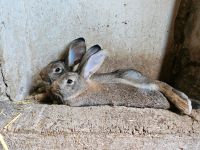 Riesenmix Kaninchen Häsin und Rammler Niedersachsen - Wedemark Vorschau