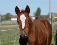 Hengst Fohlen - Fuchs - Reitpony - Absetzer Bayern - Landshut Vorschau