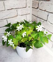 Glücksklee Dreiecksklee Oxalis triangularis Zimmerpflanze Essen - Karnap Vorschau