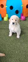 golden retriever welpen Niedersachsen - Adelheidsdorf Vorschau