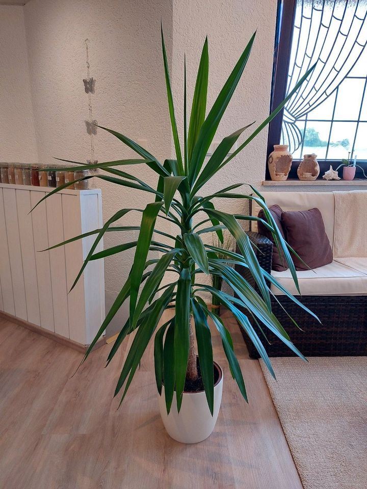 Yucca Palme, ca. 120 cm in Obertraubling