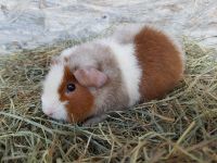 Rex Meerschweinchen Dapple -gold -weiß Böckchen Thüringen - Weißensee Vorschau