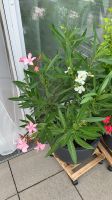 BIO Oleander Tricolor 150cm mit Topf Bayern - Walderbach Vorschau