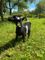 *Zwergziegenbock*Ziege*Ziegenbock*Ziegenbaby*Zwergziege* Baden-Württemberg - Kusterdingen Vorschau