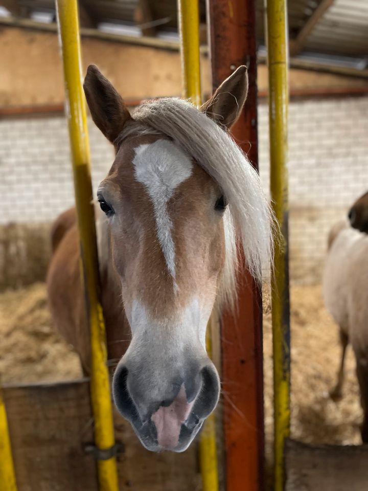 Original Tiroler Haflinger Zuchtstute  mit prämiertem Fohlen in Twist