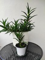 1St. Aloe ciliaris Zimmerpflanzen mit Topf 25-35 cm. Leipzig - Schönefeld-Ost Vorschau