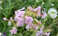 Heimische Wildpflanze: Echtes Seifenkraut - Duft, Schmetterlinge Berlin - Charlottenburg Vorschau