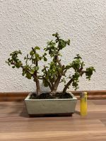 ‼️Bonsai Portulacaria Afra Bonsai Waldpflanzung ‼️ Baden-Württemberg - Heidelberg Vorschau