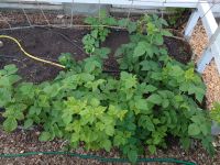 Tausche Himbeeren-Ableger gegen Gurkenpflanzen Brandenburg - Cottbus Vorschau