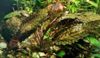 Cryptocoryne nurii var. raubensis Brandenburg - Fürstenwalde (Spree) Vorschau